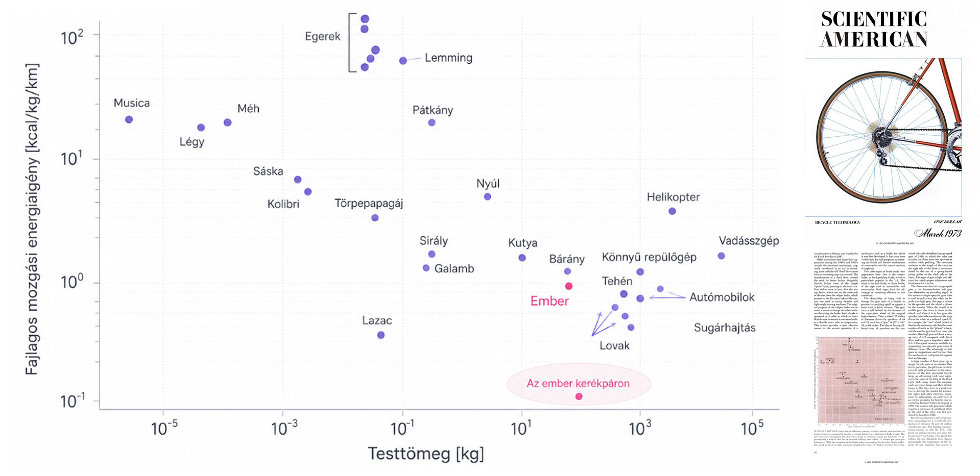 Az élőlények fajlagos mozgási energiaigényét és testtömegét összehasonlító diagram, amelyen az ember kerékpáron a leghatékonyabb